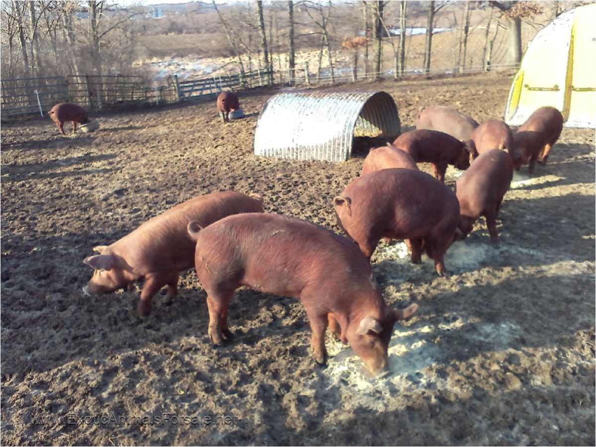 31305 heratage red wattle pigs