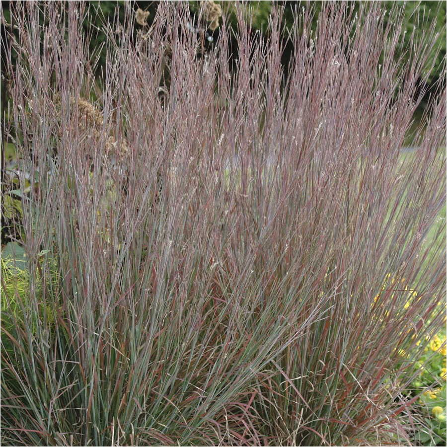 schizachyrum blustem schizachyrium scoparium standing ovation blue stem standing ovation