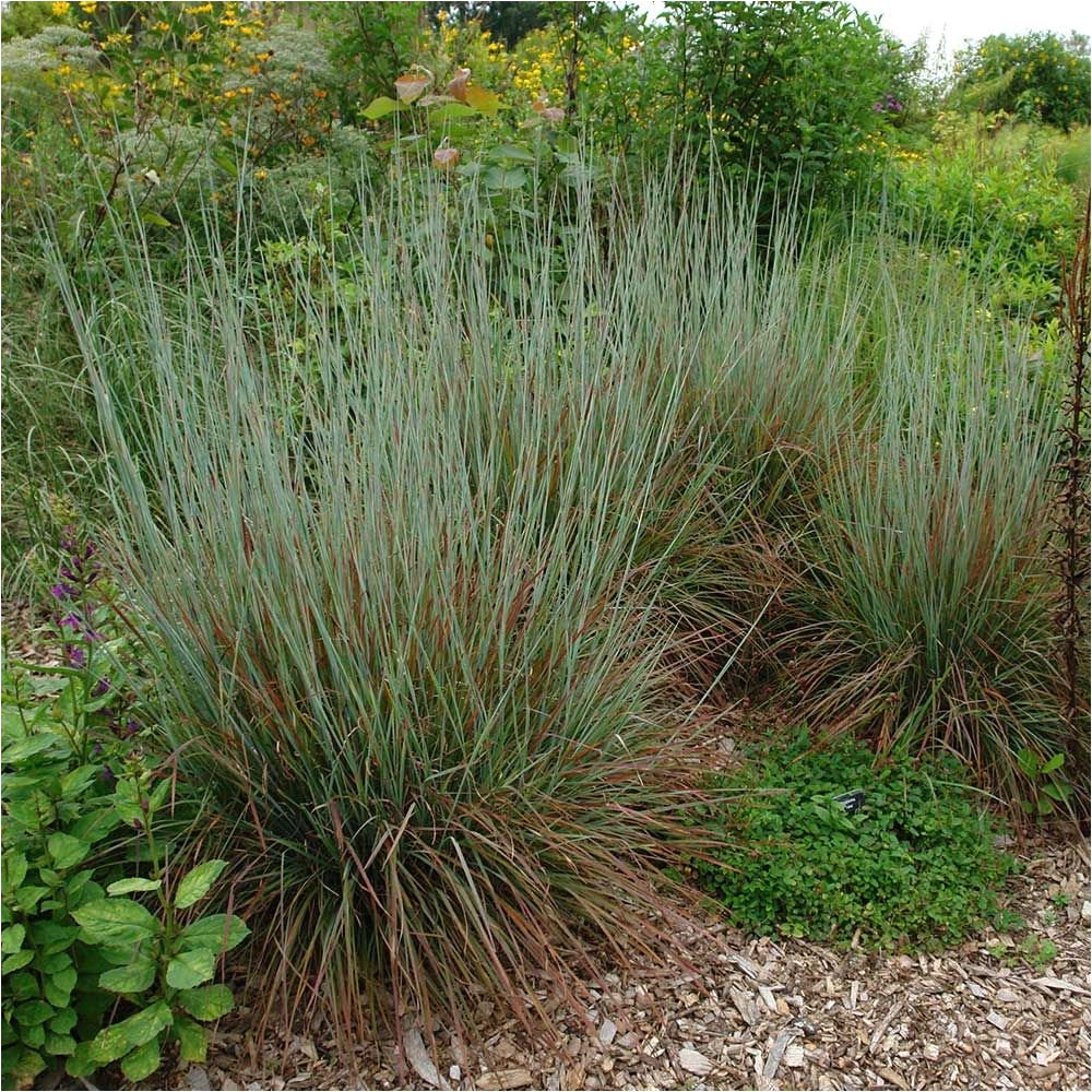 Schizachyrium Scoparium Standing Ovation ornamental Grass Schizachyrium Scoparium Standing Ovation White