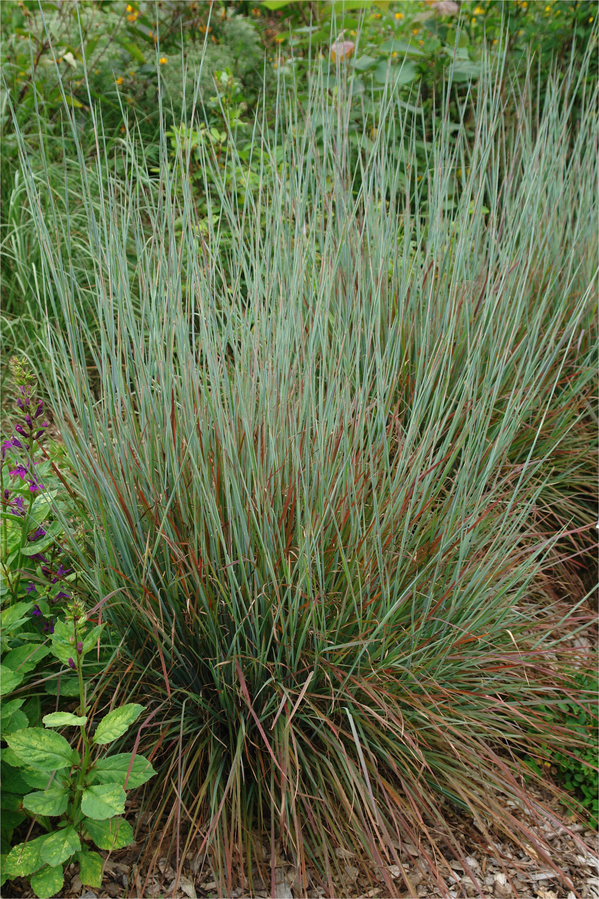 schizachyrium scoparium standing ovation little bluestem plant select