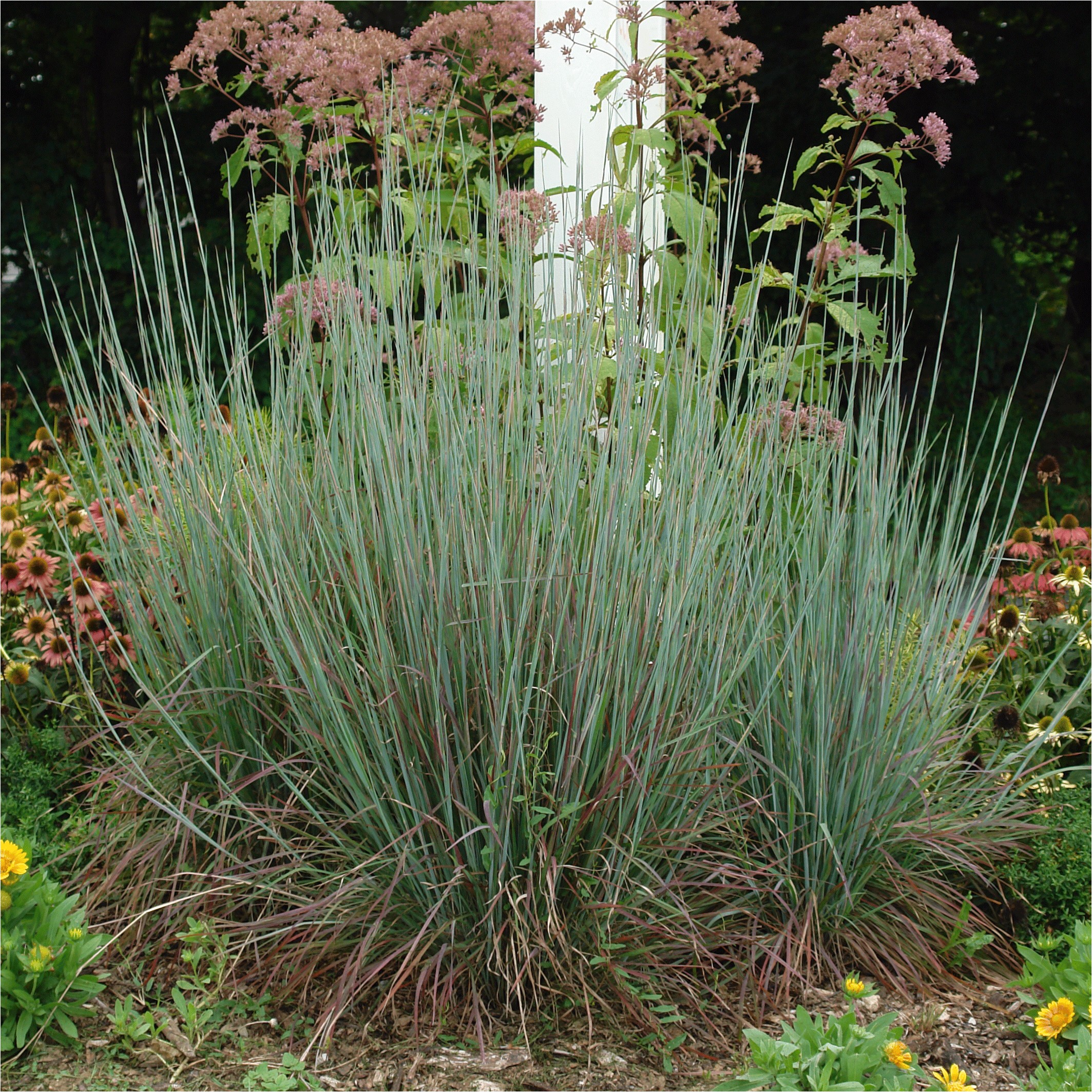 standing ovation little bluestem northcreek nurseries gif