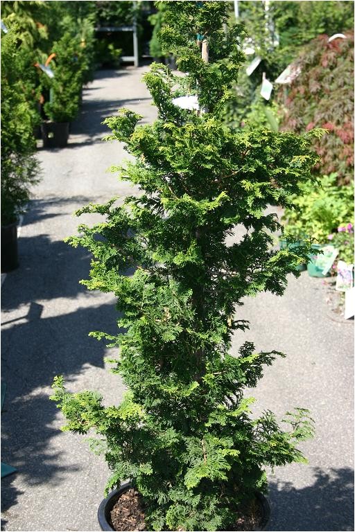 Slender Hinoki False Cypress Eco Terra Landscape Consultants