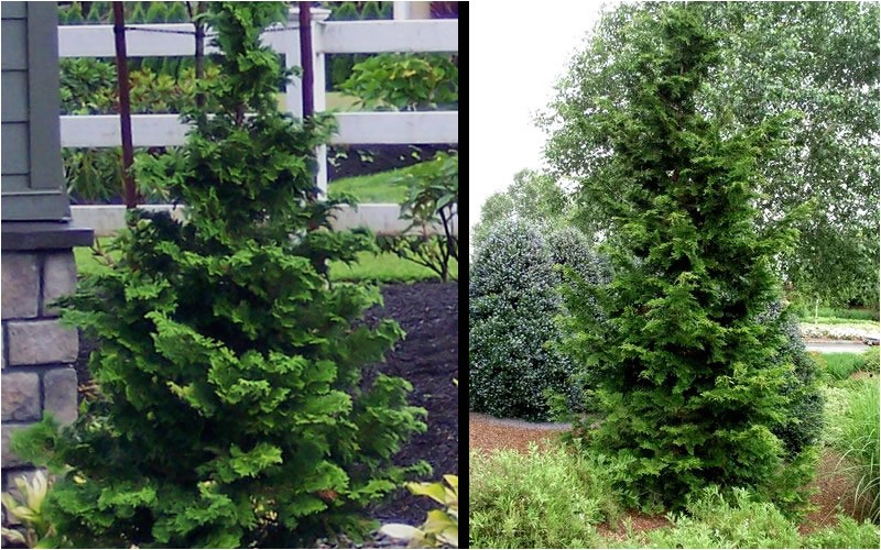 slender hinoki cypress p 463