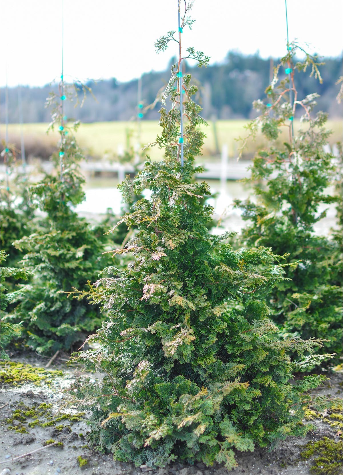 slender hinoki false cypress