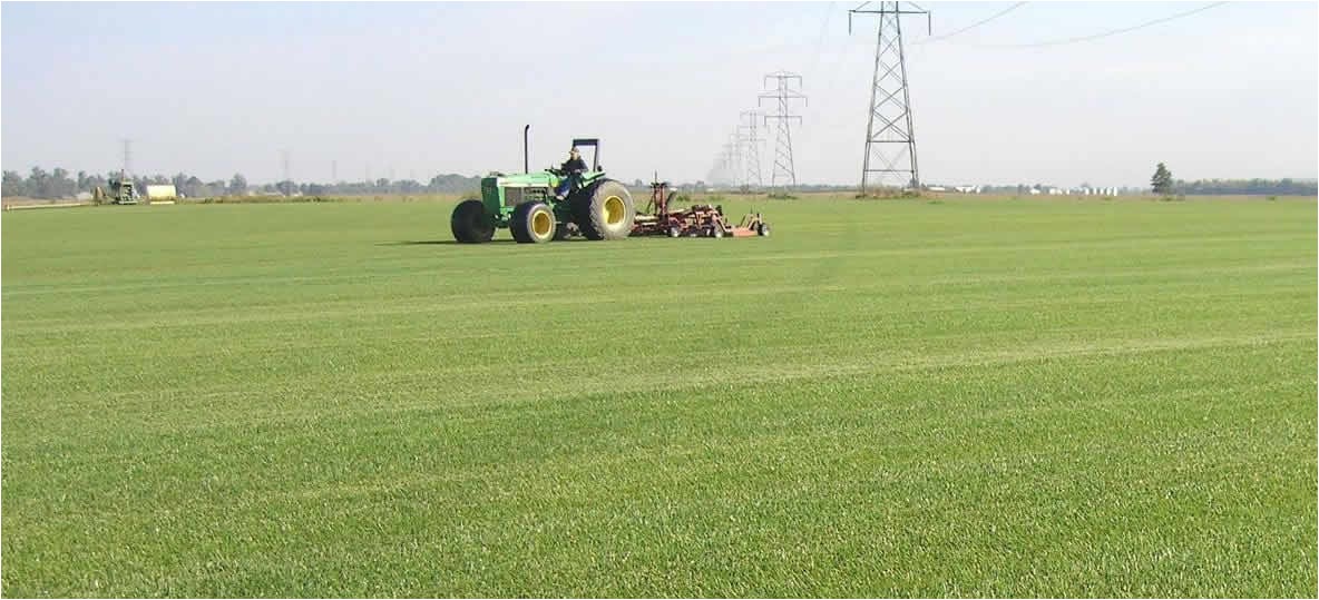 Sod Farms St Louis sod In St Louis southern Illinois Heartland Turf Farms