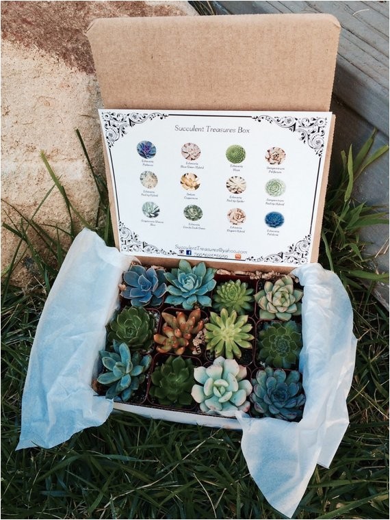 Succulent Treasures Candy Box Succulent Treasures Candy Box the original Etsy Box A Dozen