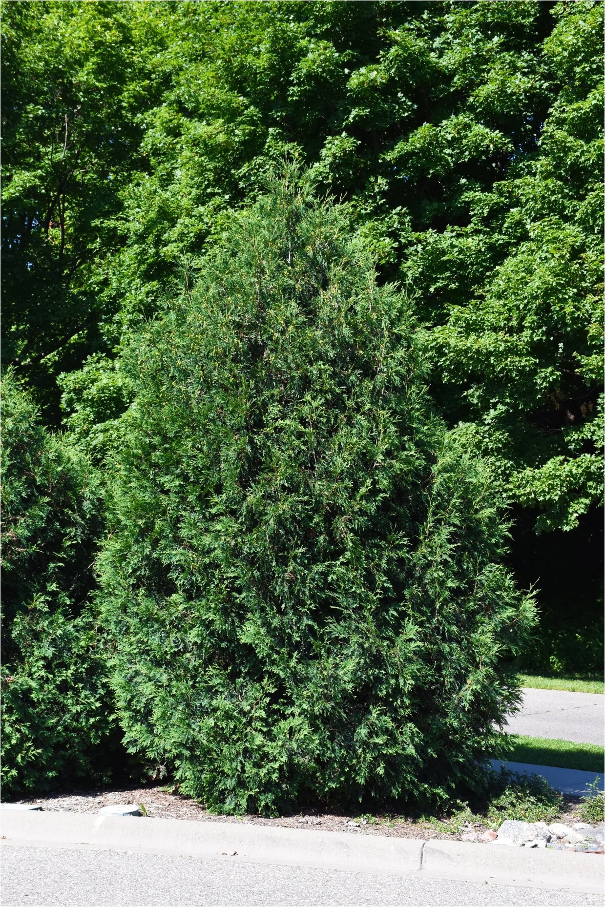 arborvitae techny