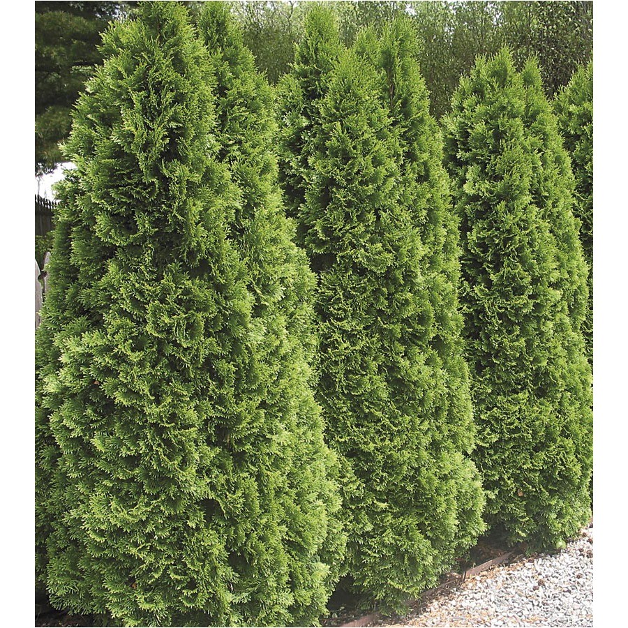 5 gallon emerald green arborvitae screening shrub in pot l5480