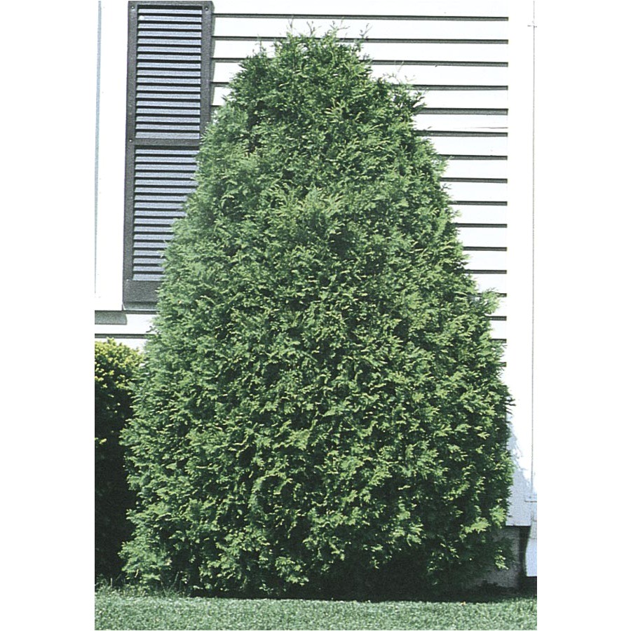 techny arborvitae screening shrub in pot with soil l3949