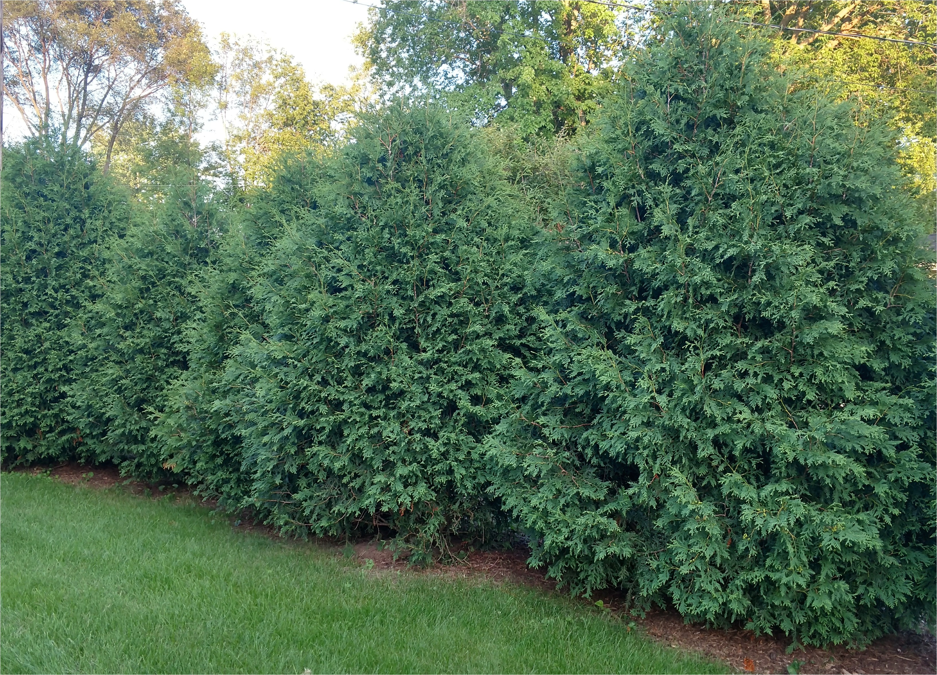 Techny Arborvitae for Sale Techny Arborvitae Seedlings Available for Sale at Chief River Nursery
