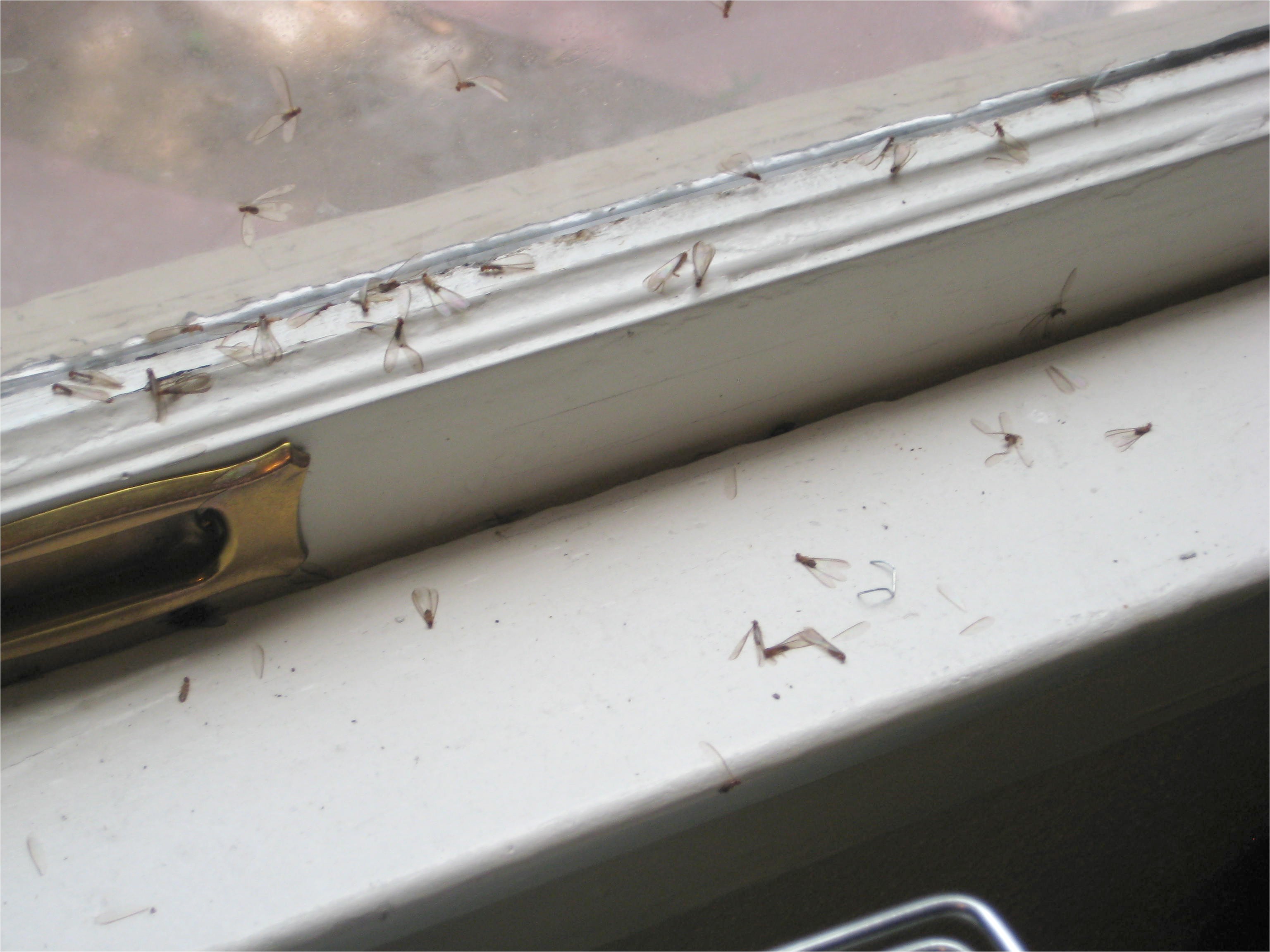 termite wings on window sill