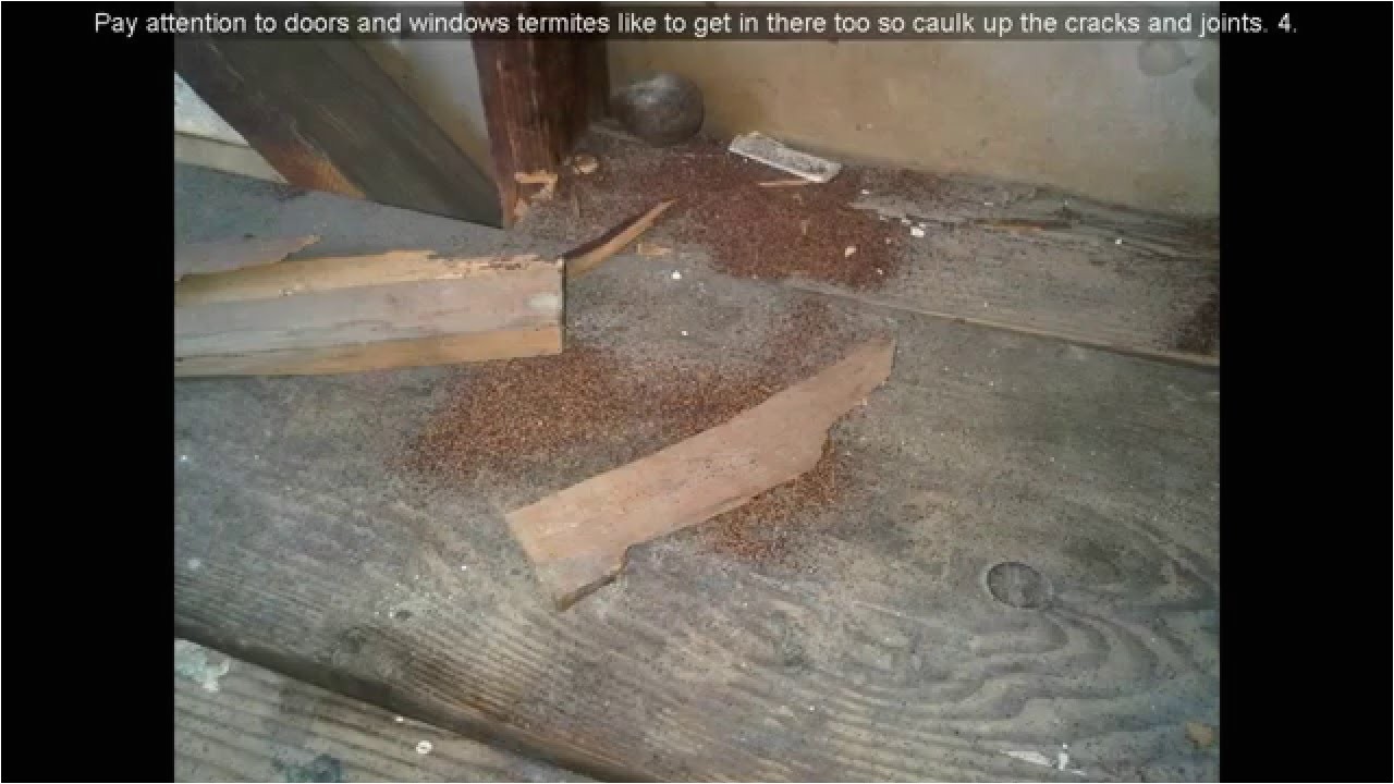 termite droppings window sill