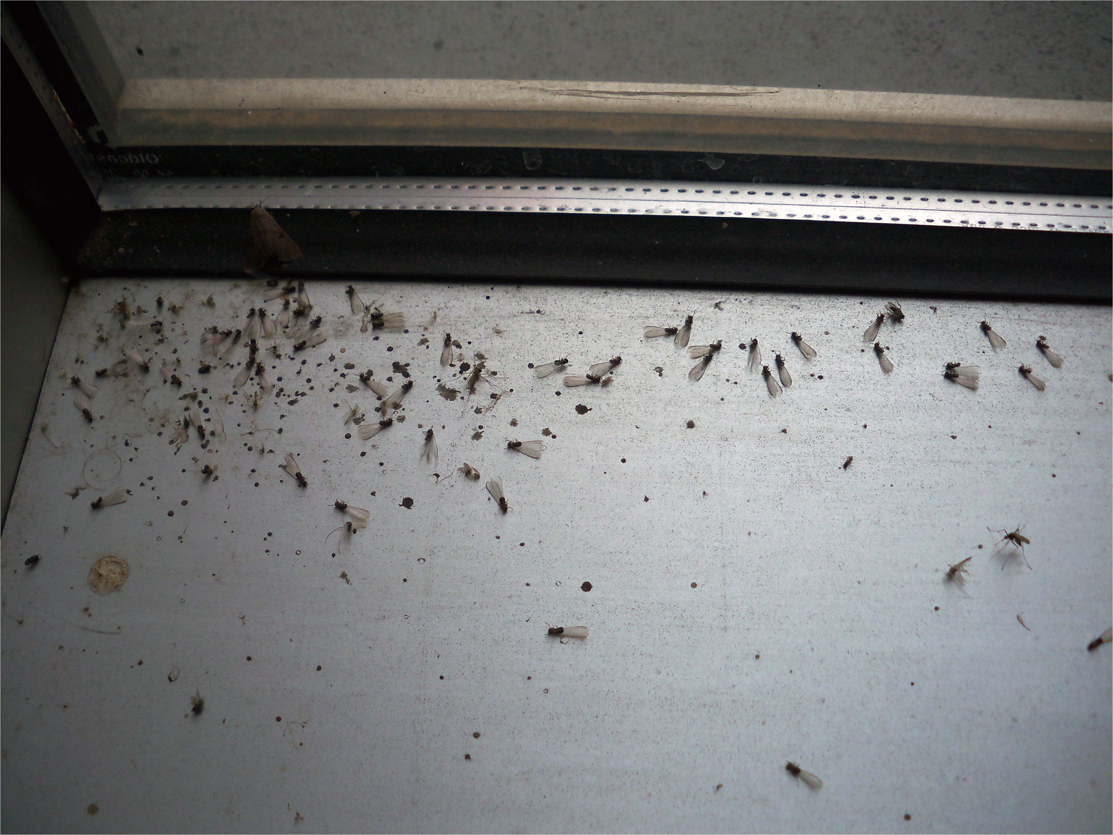 termite droppings window sill images