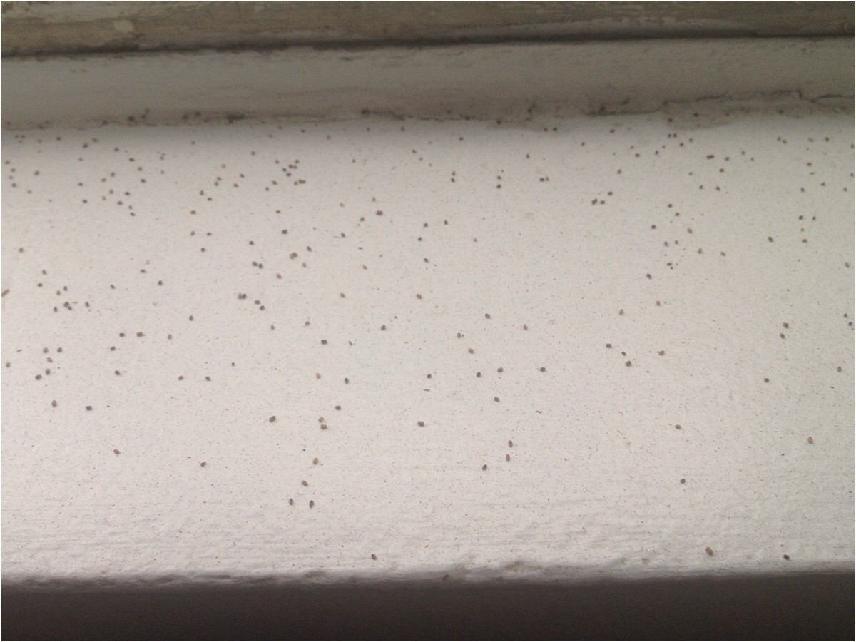 likely solvedtiny spheres that look like poppy seeds on my windowsill they come back after i clean them off what are they