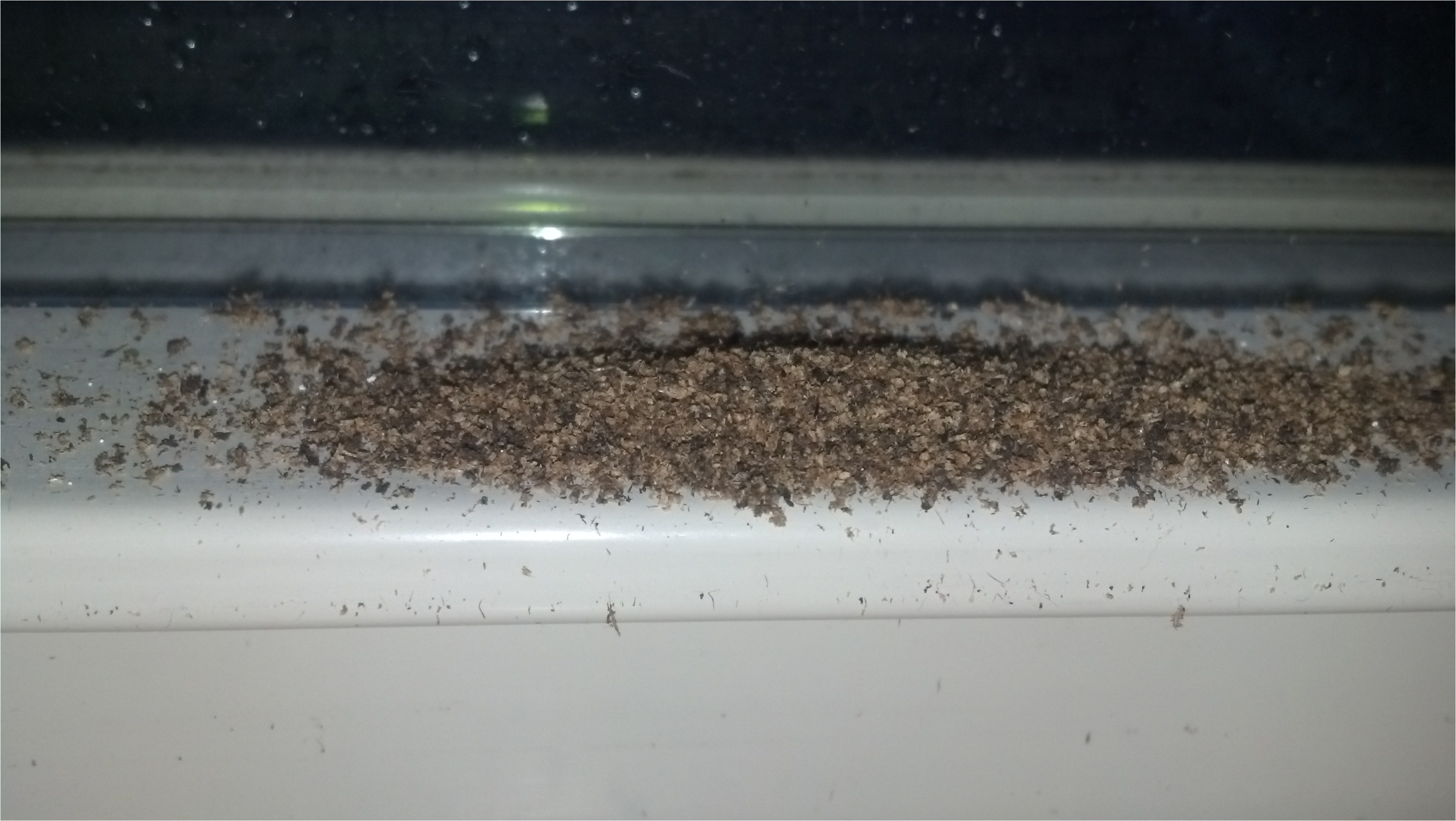 Termite Droppings Window Sill What the Heck I Clean the Window Sill and It S Covered Again