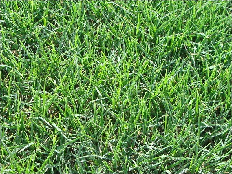 Tifway 419 Bermuda Grass Price Tifway 419 Bermuda sod Turf Grass Delivery Prices Elite