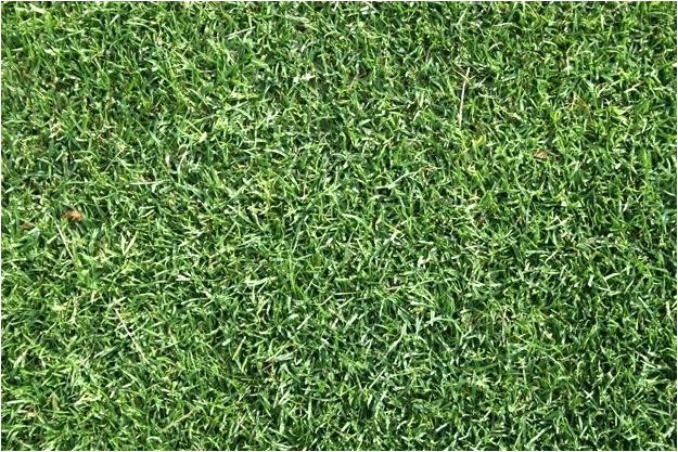 tifway 419 bermuda tifway 419 hybrid bermuda grass seed