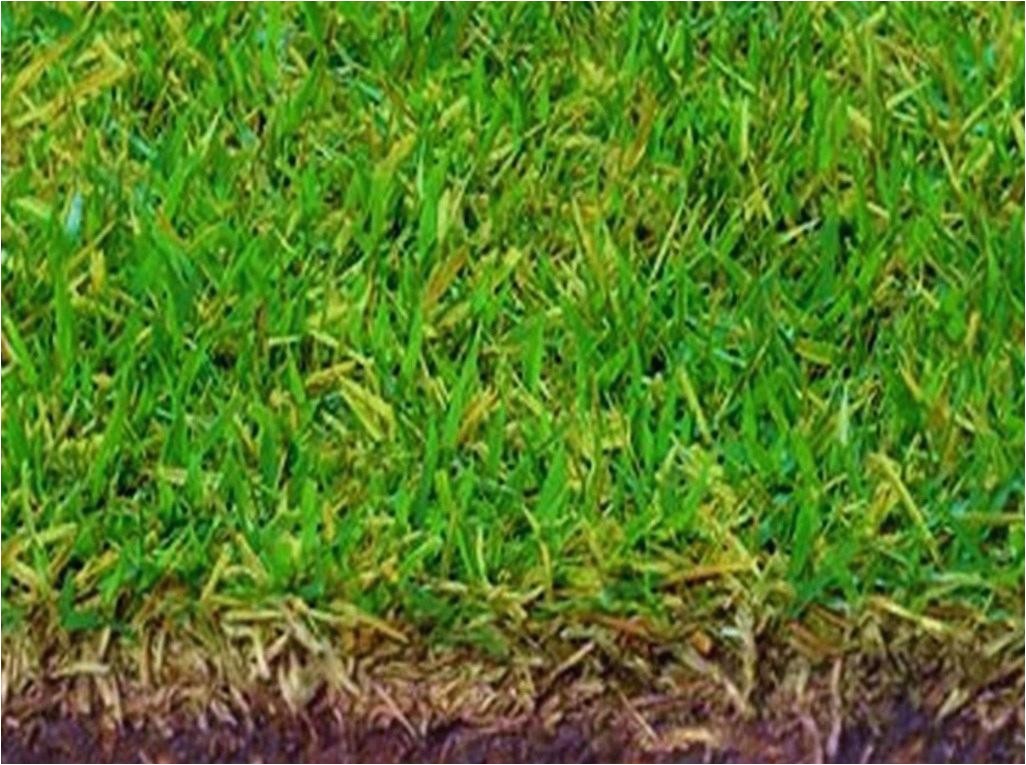tifway 419 bermuda tifway 419 hybrid bermuda grass seed