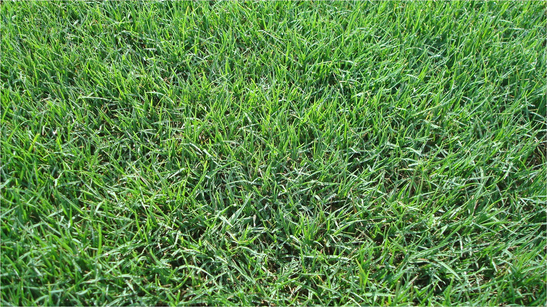 Tifway 419 Bermuda Grass Price Types Of Grass