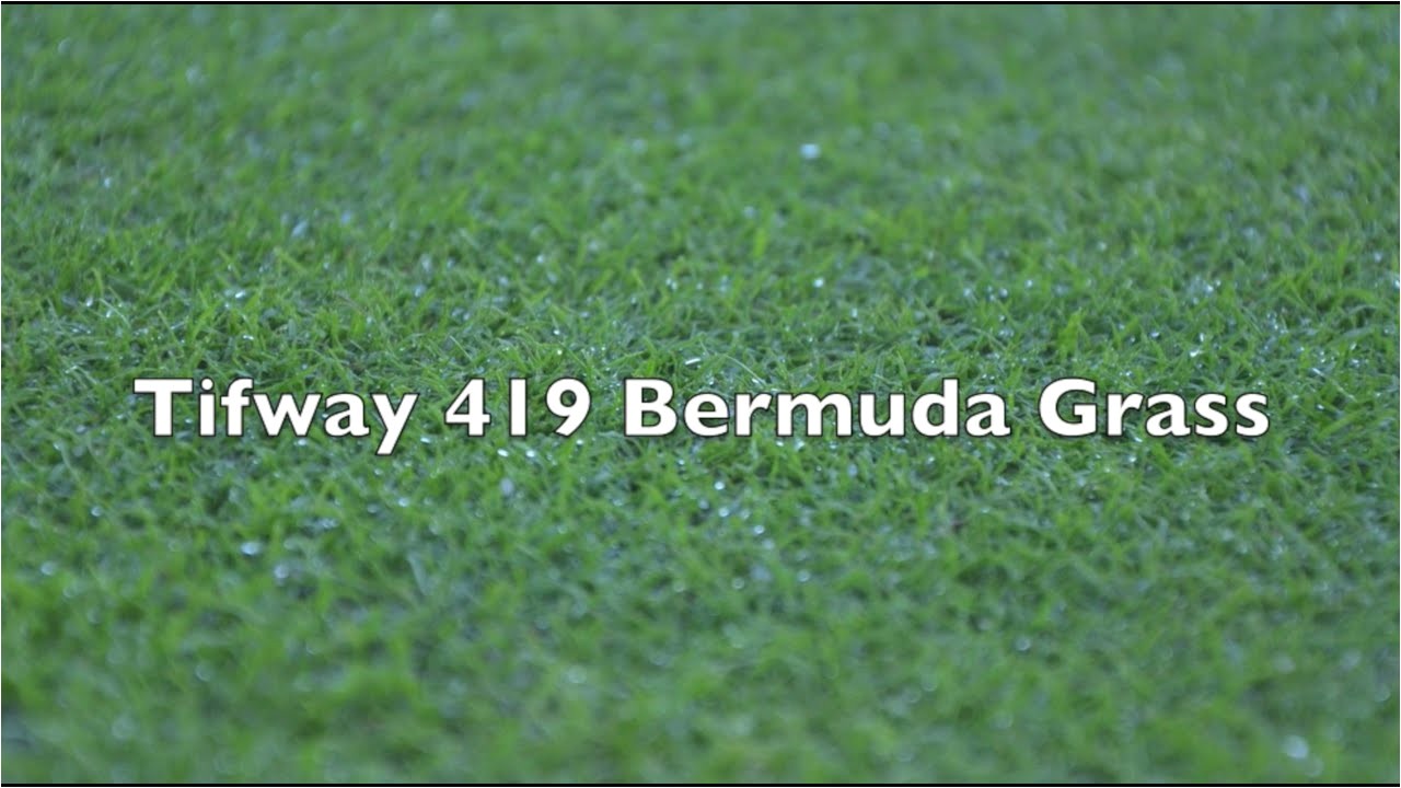 Tifway 419 Bermuda Grass Tifway 419 Bermuda Grass Youtube