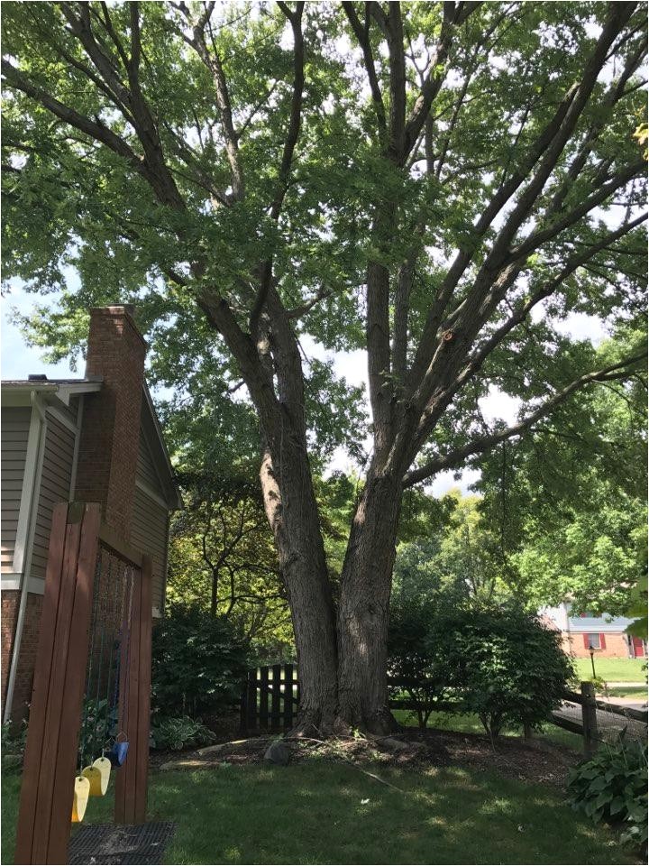 dayton tree service springboro 45066