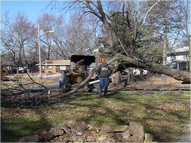 multiple tree removals lawrence