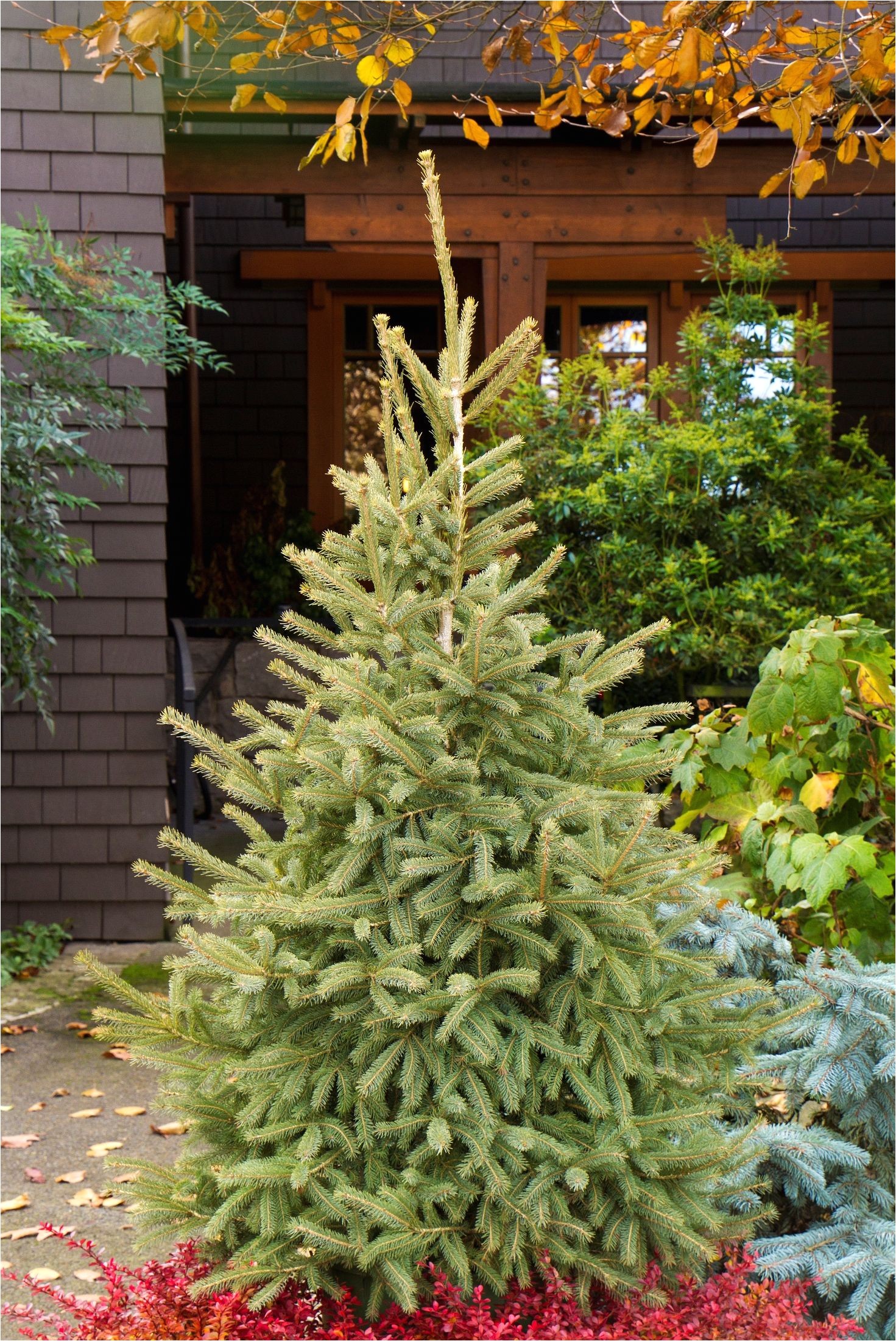 Trees that Grow Well In Colorado Black Hills Spruce Monrovia A Truly Cold Adapted Tree the Black