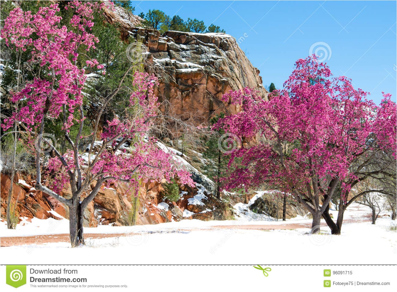 cherry blossom trees at red rock canyon open space colorado spri