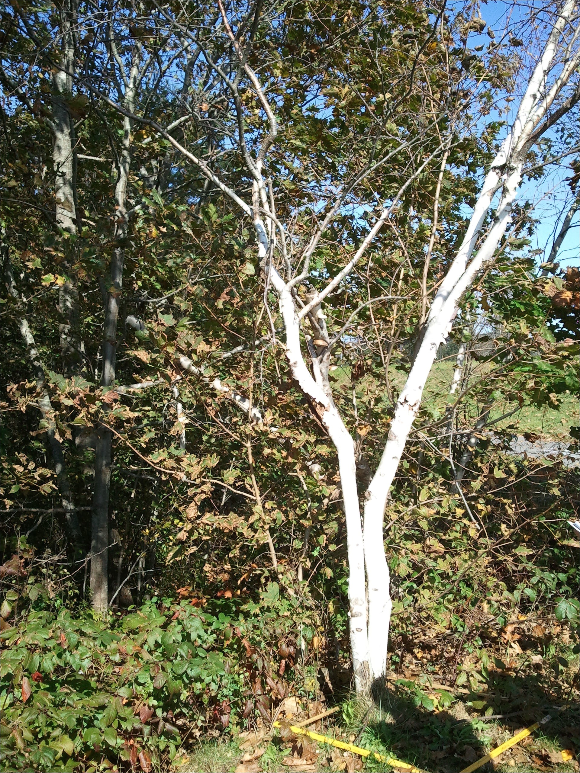 species betula papyrifera was found lawiz birch trees 2011 10 17