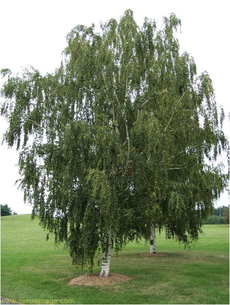 tree white birch