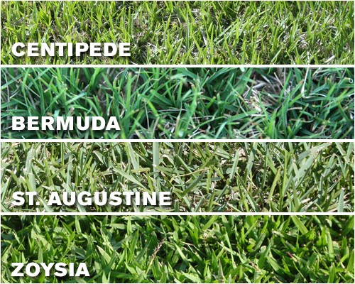 grass types tampa