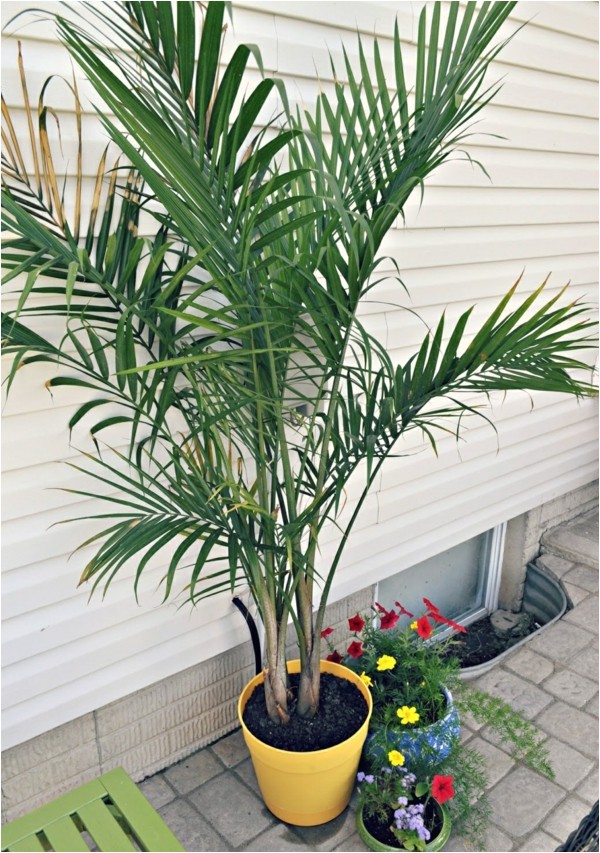 Types Of House Palm Trees Potted Palm Images which are the Typical Palm Species