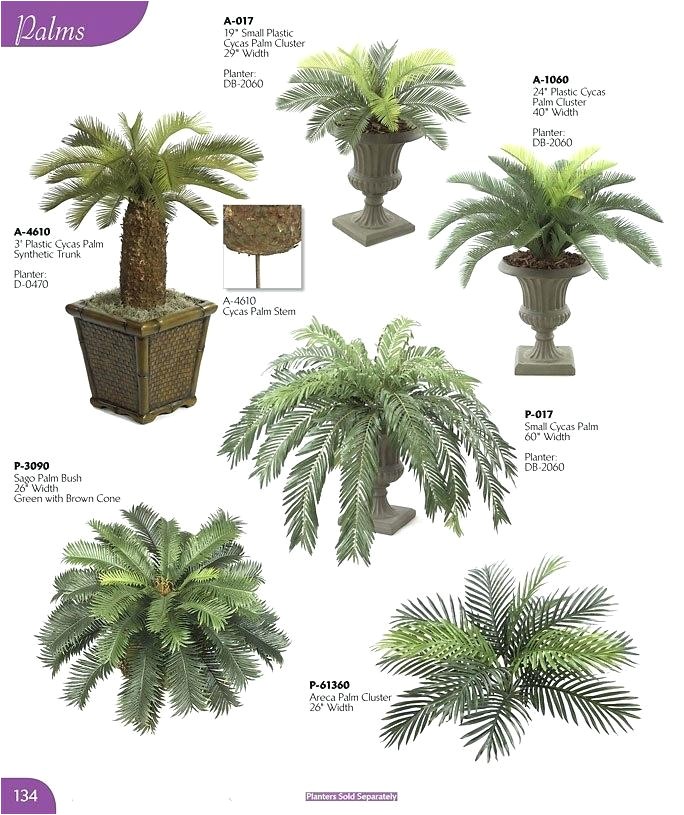 Types Of House Plant Palm Trees Palm Plant Types Patio Plants Potted Palms Palm Tree House