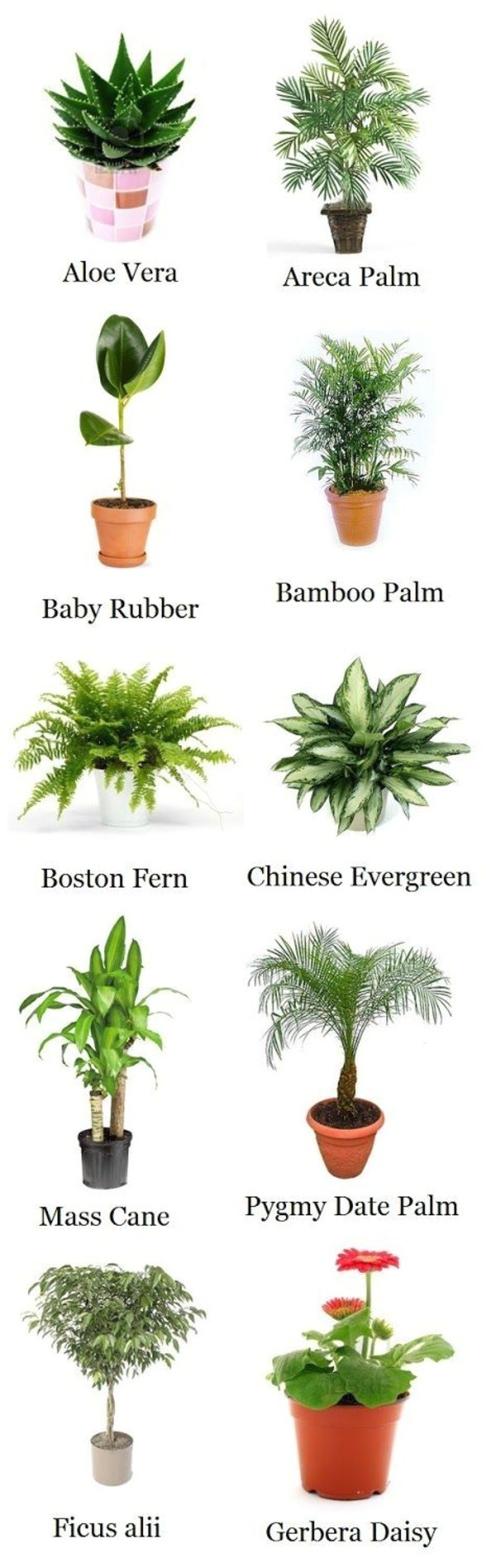 Types Of House Plant Palm Trees Palm Species Houseplants Rhapis Excelsa is One Of the