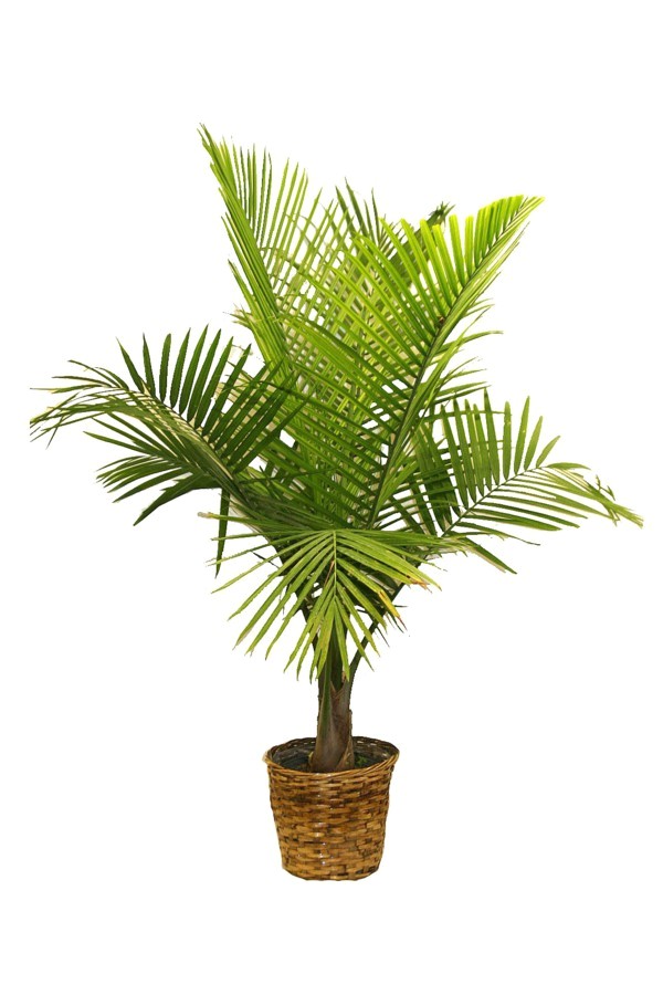 Types Of House Plant Palm Trees Palm Tree Types as Houseplants Hardy Exotic solutions