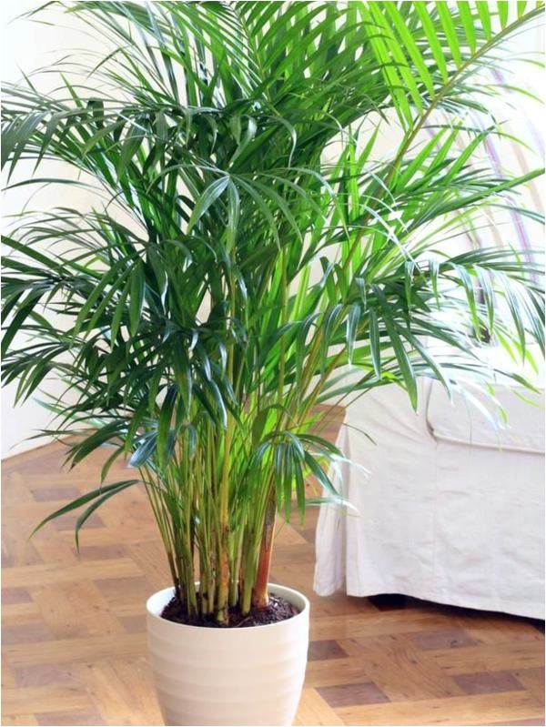 indoor palm images which are the typical types of palm trees