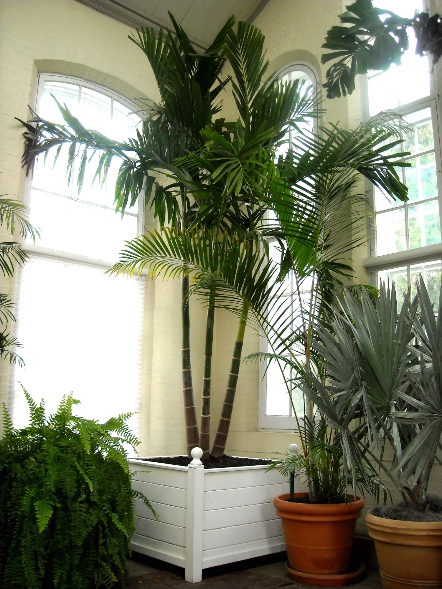Types Of Small Indoor Palm Trees | AdinaPorter