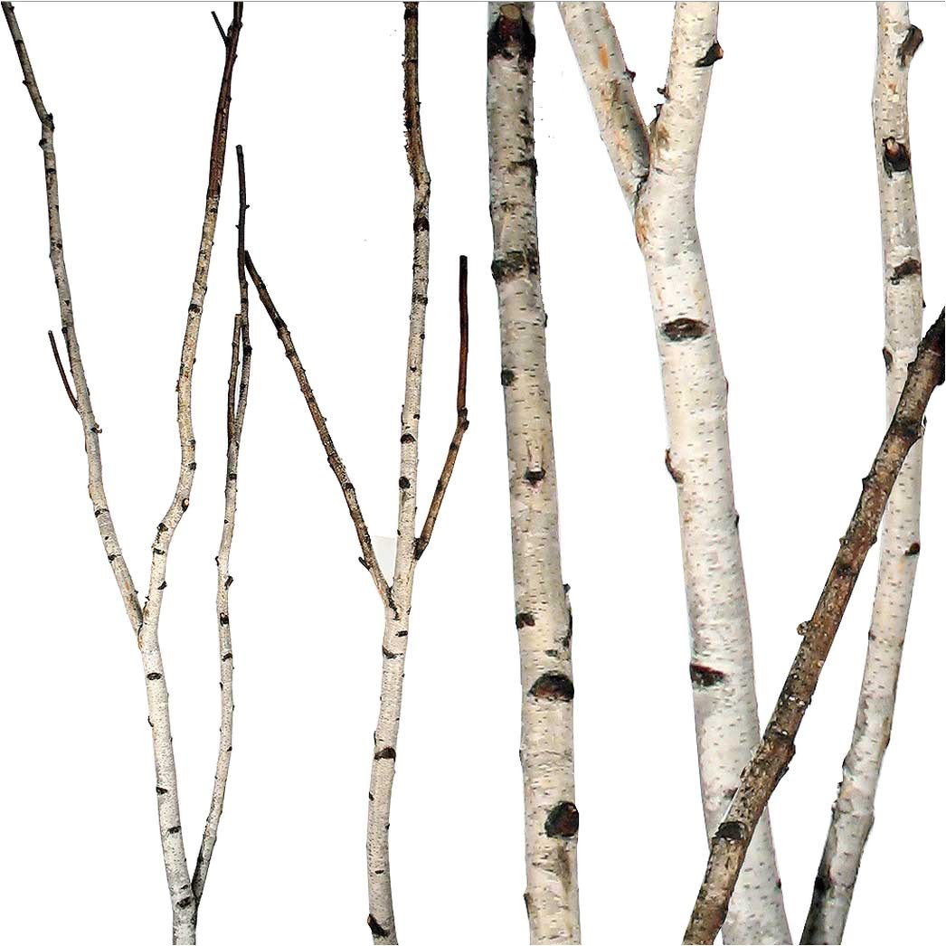birch forks
