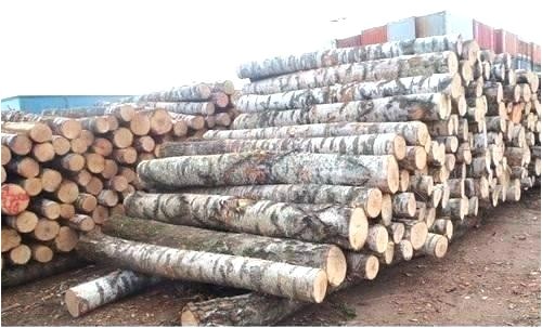 White Birch Logs Lowes White Birch Wood Logs Fireplace Insulation Panel Surga Info