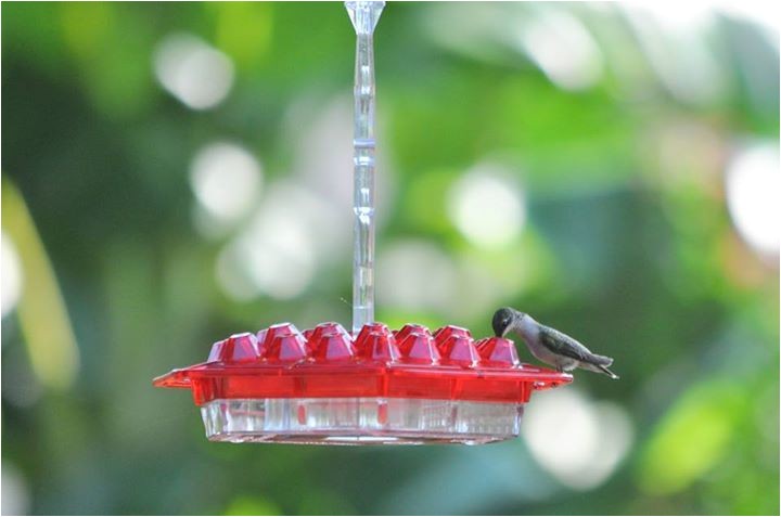 World S Best Hummingbird Feeder Adinaporter