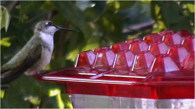 World S Best Hummingbird Feeder Kscanuck