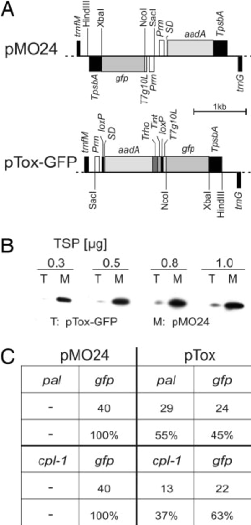 the toxin shuttle a map of the vectors used to test the efficiency of the toxin shuttle strategy in e coli vector pmo24 harbors the selectable