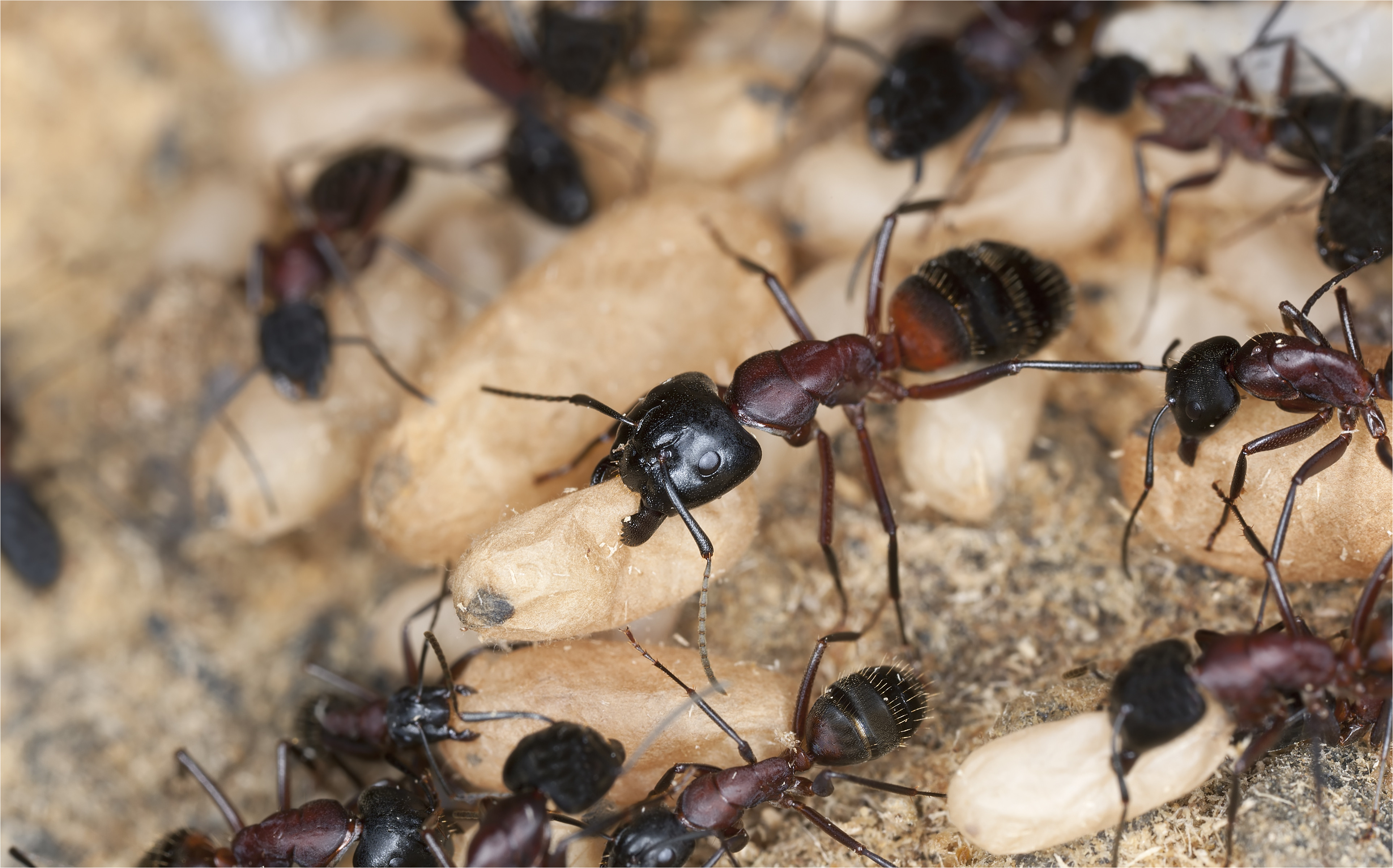 images of nj carpenter ants