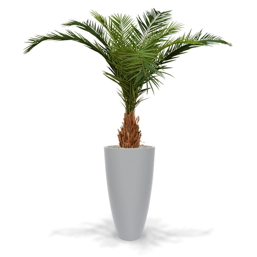 artificial canary phoenix deluxe palm tree 210 cm aruba 105 silver