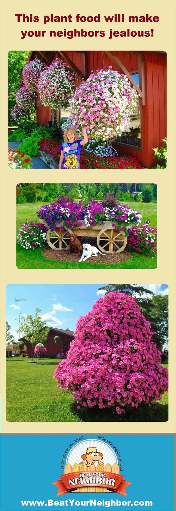 if you want huge flowers this year you need to check out www beatyourneighbor