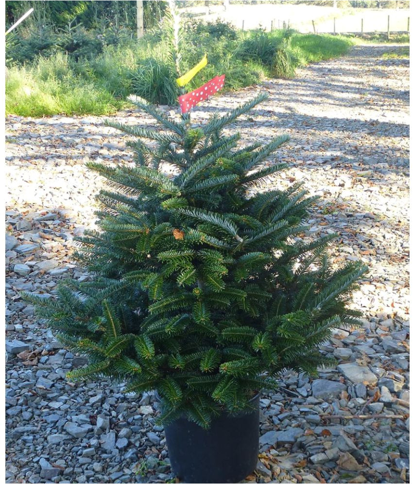 eaglesford christmas tree live plant with best pot indoor indoor plant