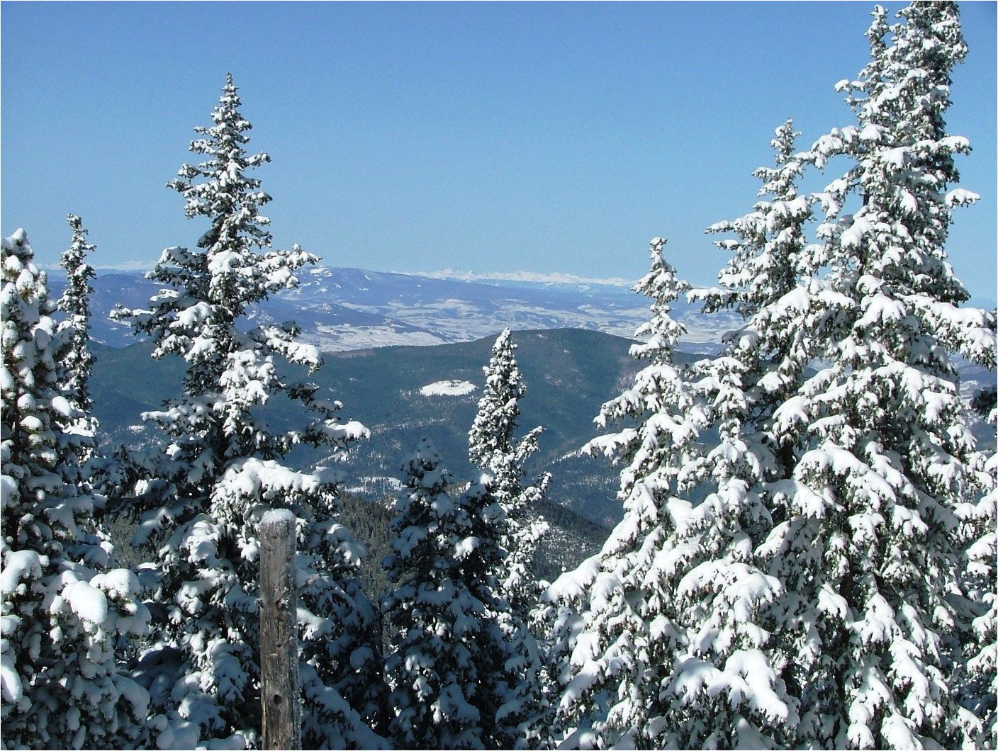 Best Trees for Colorado Snowy Colorado Trees Colorado Scenery Snowy Scenes In the