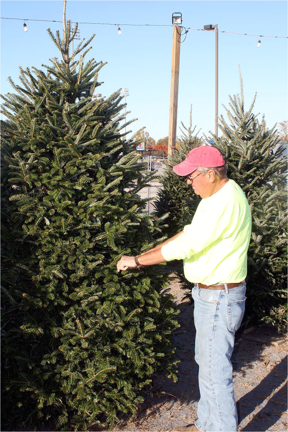 tis the season nothing says christmas more than the tree local news northwestgeorgianews com