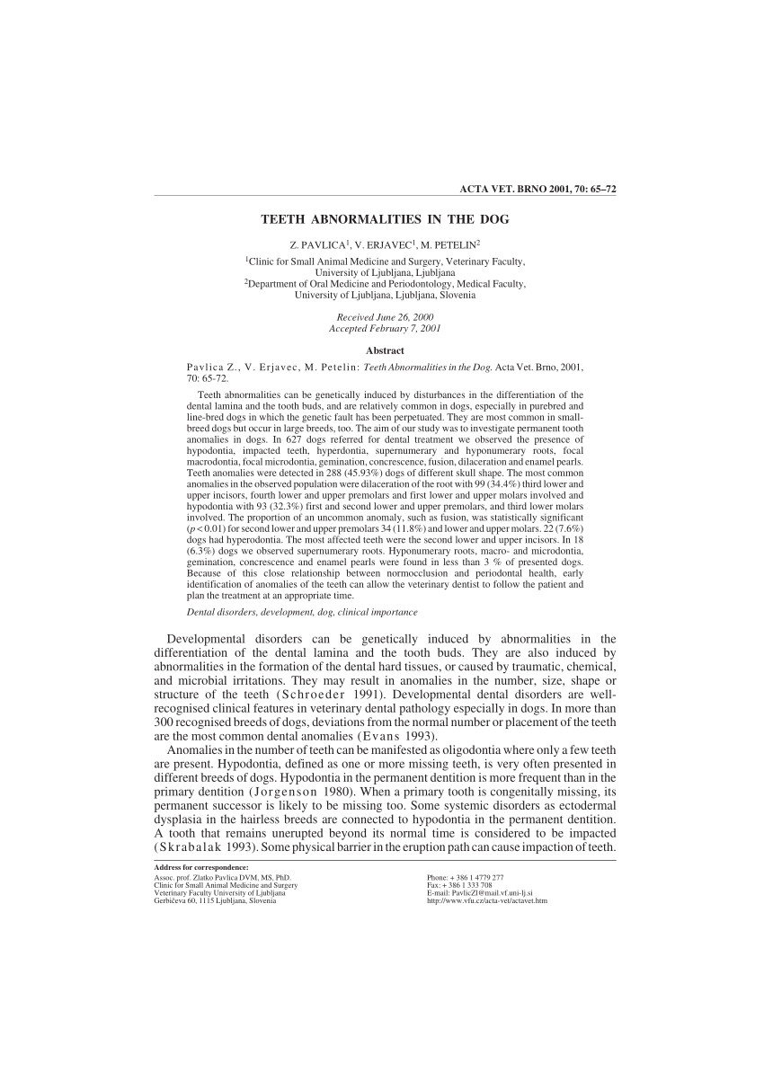 pdf extraction of unerupted maxillary canine teeth in a maned wolf chrysocyon brachyurus