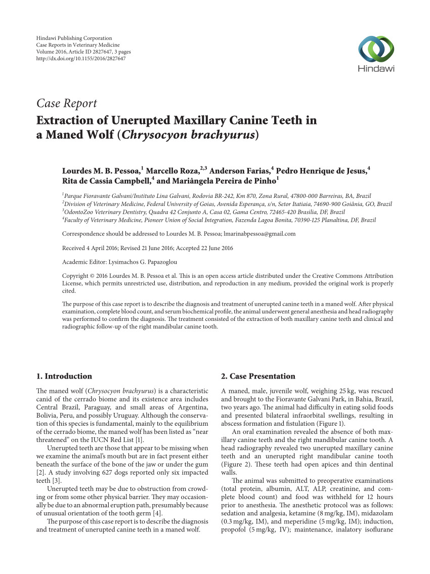 Canine tooth Extraction aftercare Pdf Extraction Of Unerupted Maxillary Canine Teeth In A Maned Wolf